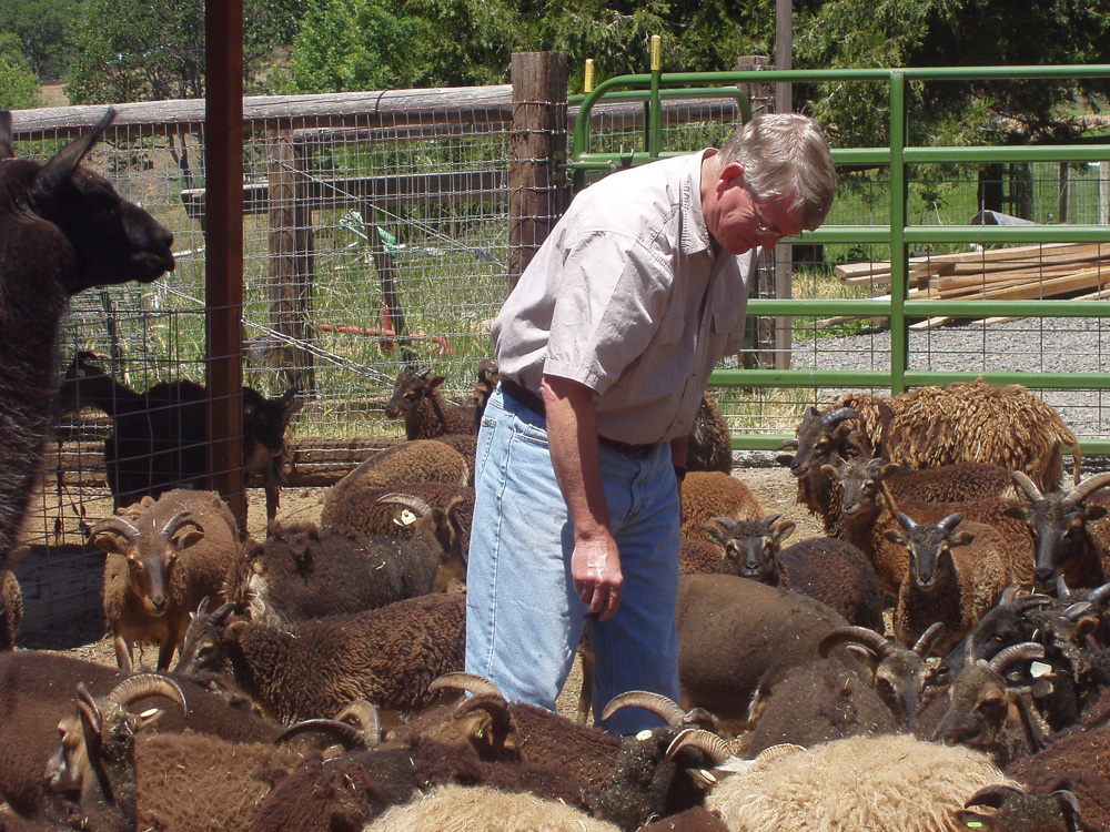 Standing amidst tame Soay ewes